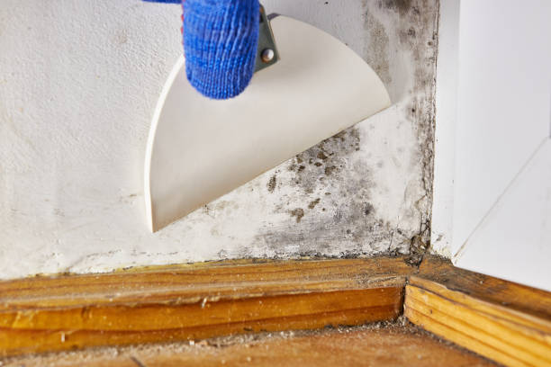 Best Biohazard Mold Removal  in Shelburn, IN